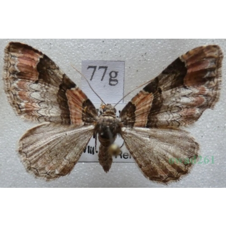 Catarhoe rubidata (Denis & Schiffermüller, 1775) Paśnik czerwieniak Czech77g